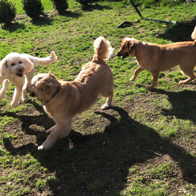 Three dogs playing on a grassy field