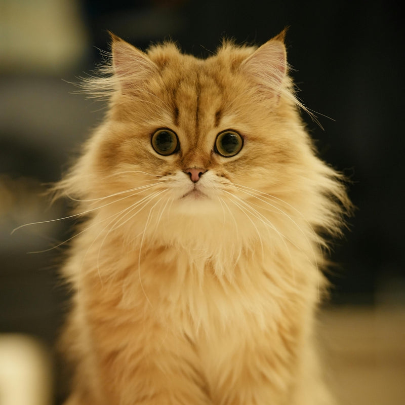 Close-up of a fluffy orange cat with a blurred background